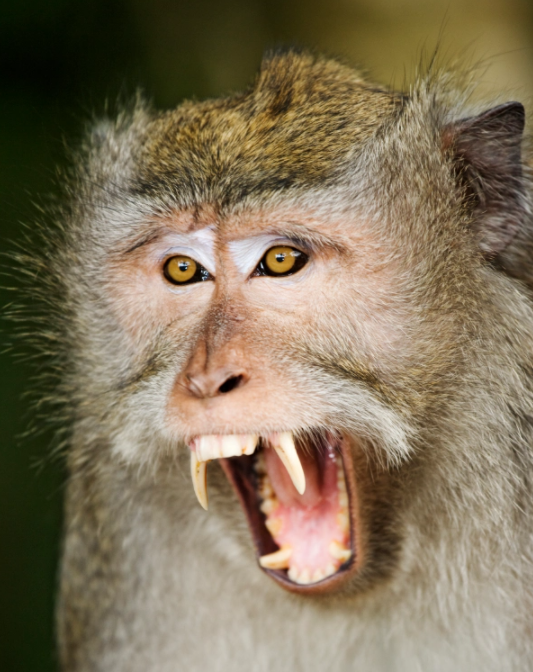 太可怕马来西亚野猴子竟学会开门私闯民宅将婴儿撕咬体无完肤