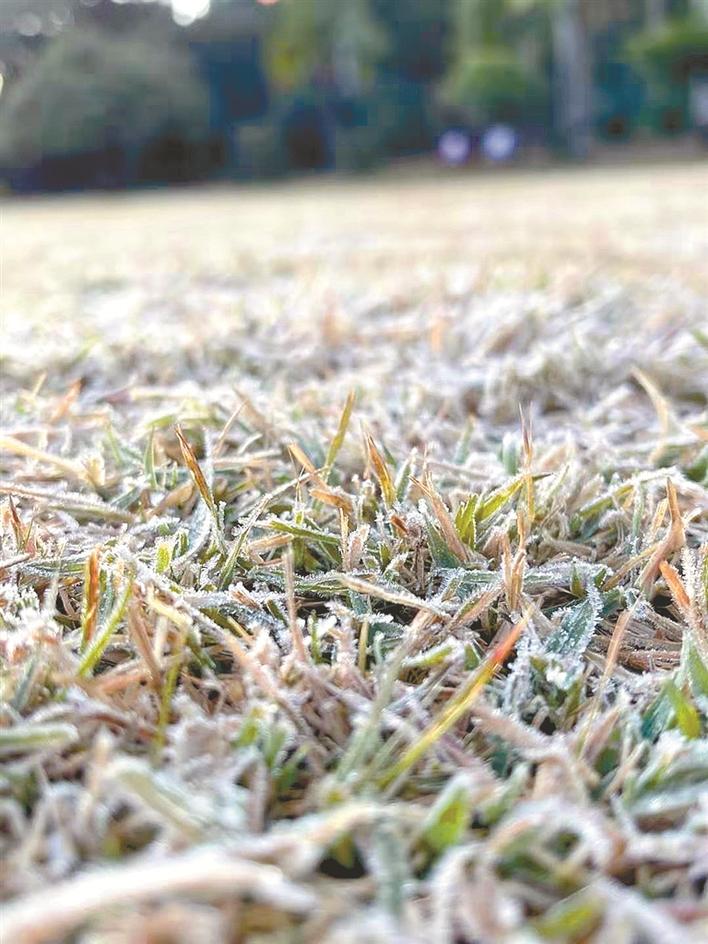 罕见!南山龙华昨晨出现结霜现象