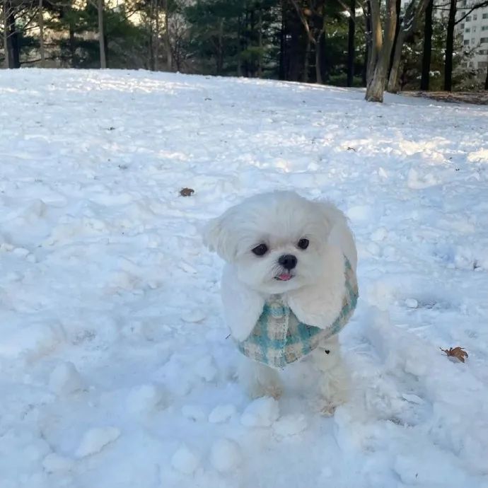天啦小雪球们也太可爱了!好想拥有狗狗棉花糖!