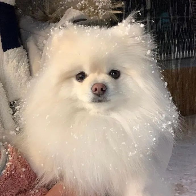 天啦小雪球们也太可爱了!好想拥有狗狗棉花糖!