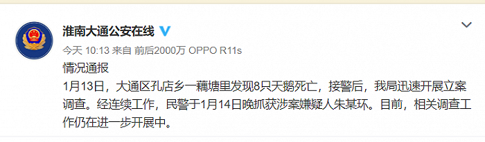 安徽淮南一藕塘8只天鹅死亡，嫌疑人被抓获