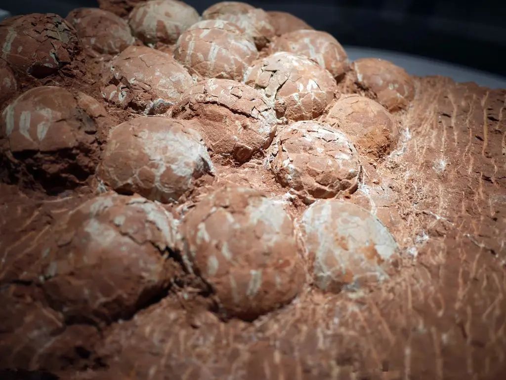 福建省|龙岩市|恐龙化石_新浪新闻