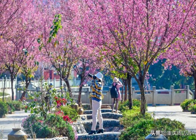 重庆隔壁冬樱花美炸了,这座小城1月有点美__财经头条