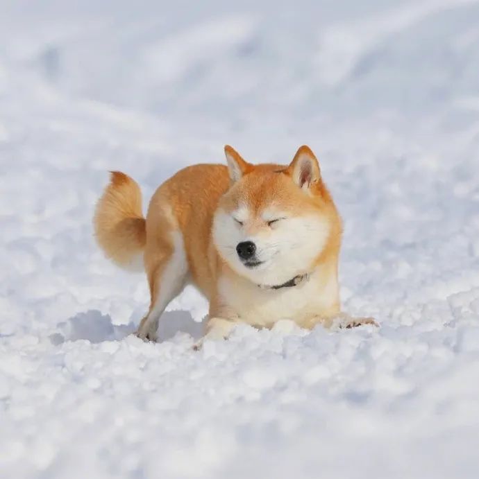 在雪地欢乐奔跑的可爱阿柴看着就比我开心
