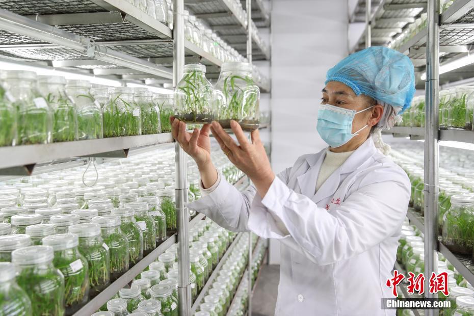 种苗市场风云再起——批发业如何把握机遇