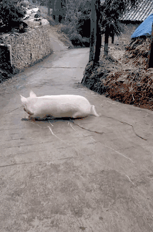 猪撞树上了,你撞猪上了.论冬天在村里抓猪有多难?