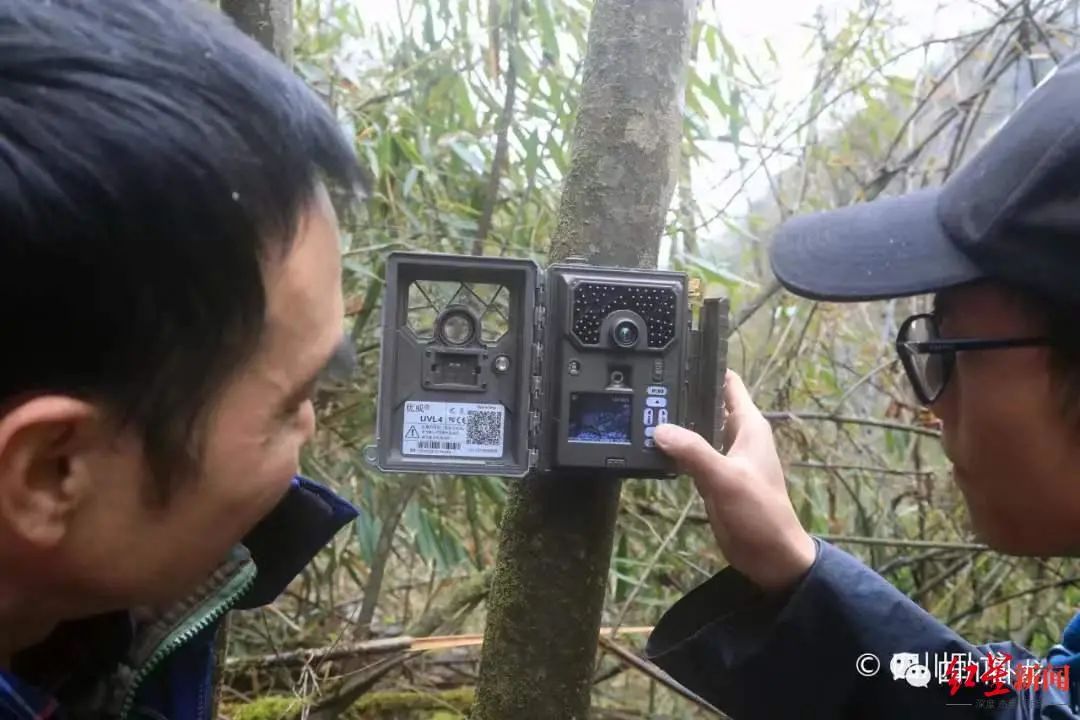 全球唯一白色大熊猫或已“自立门户”，生存状态良好