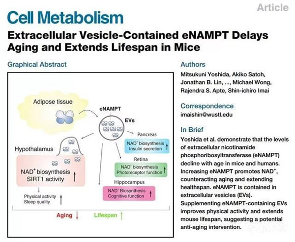 eNAMPT酶延伸2倍寿命引关注，五年后或上市搏千亿？