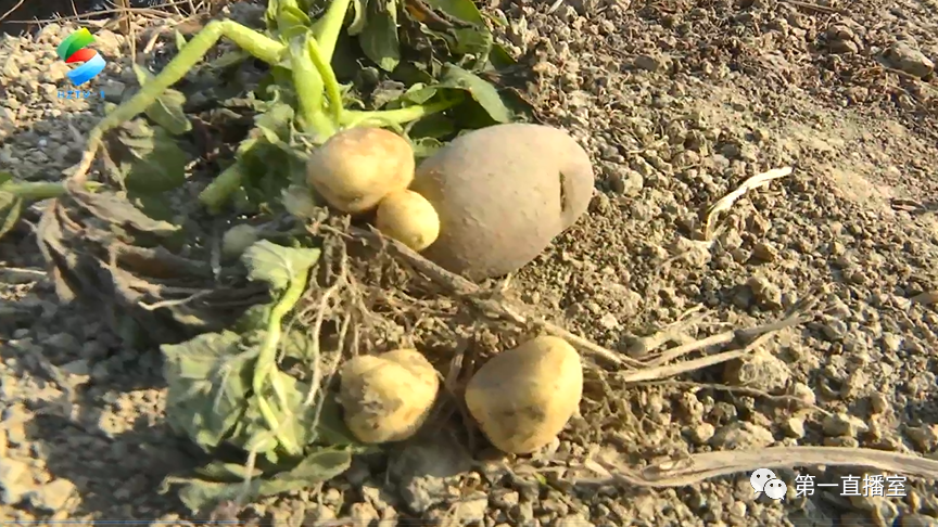 农民不容易惠东马铃薯和其他果蔬几乎全被冻坏了