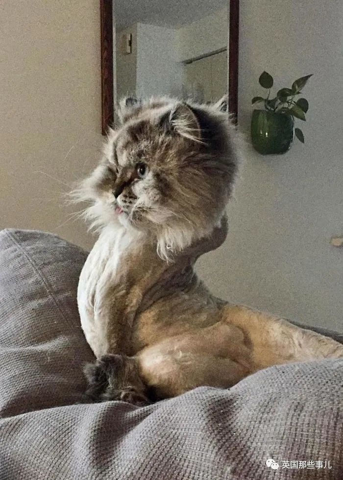 时常抽风的喵星人,即使像神经病,但完全不妨碍它们可爱啊|猫_新浪新闻