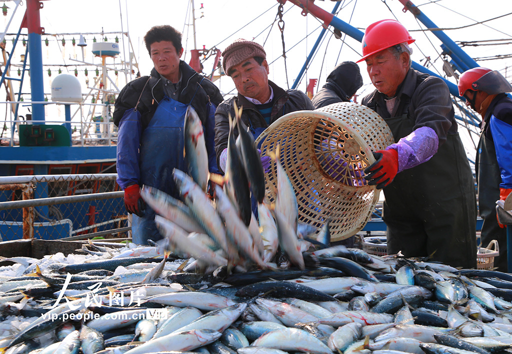 浙江玉环:冬汛丰收季 渔船进港鱼满仓