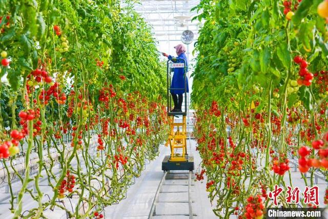 甘肃酒泉种菜抗寒又抗旱戈壁农业一路走来磨砺多