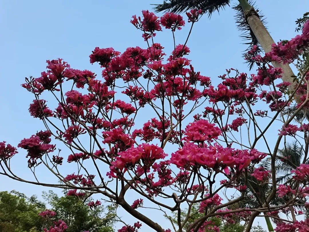 广州街坊紫花风铃木广州首开花赏花走起
