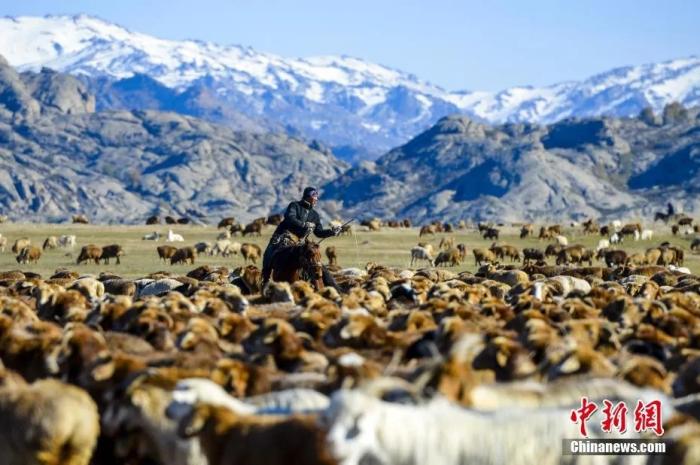 资料图：冬季临近，新疆阿勒泰地区的牧民忙于将牛羊从高山夏牧场赶至沙尔布拉克，在此休整至10月底左右，将继续向河谷地带游牧迁徙。中新社记者 刘新 摄