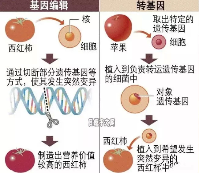 基因编辑食品，能否端上我们的餐桌？