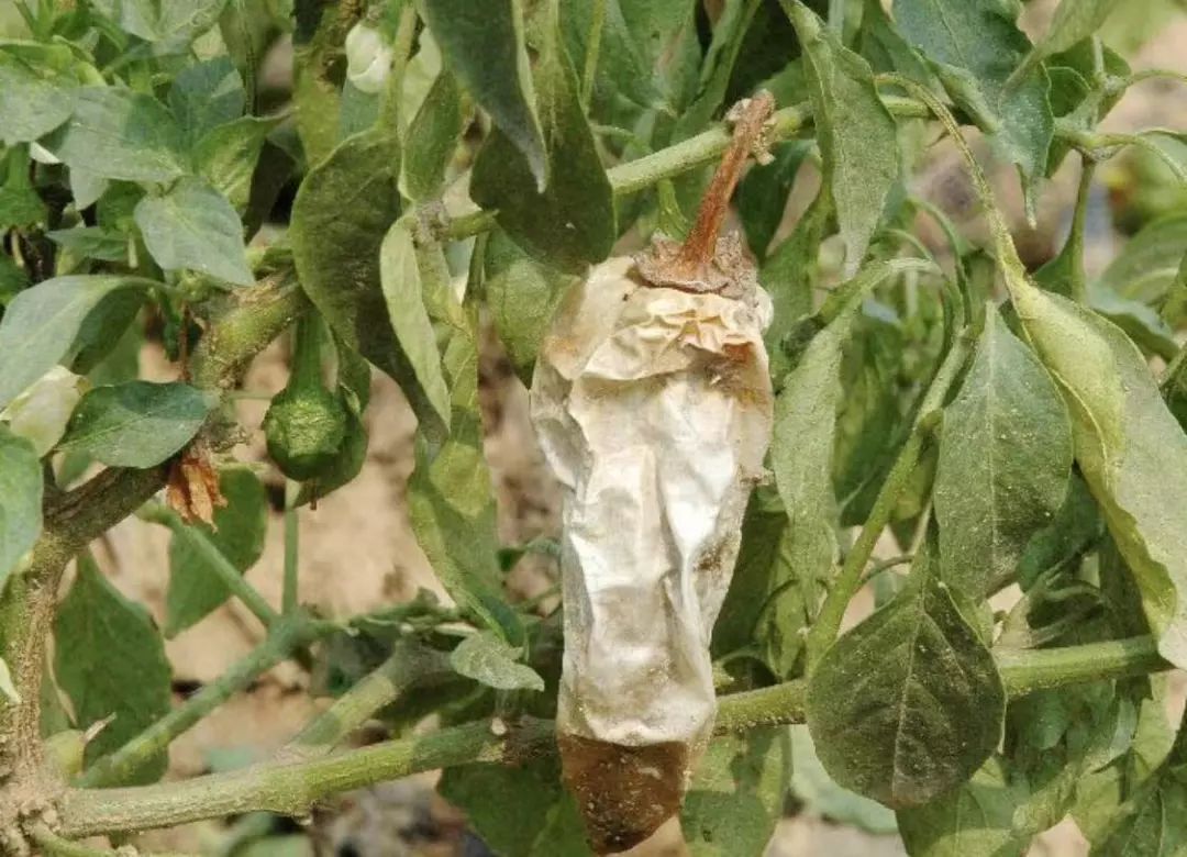 辣椒果部常发病害合集附高清图谱