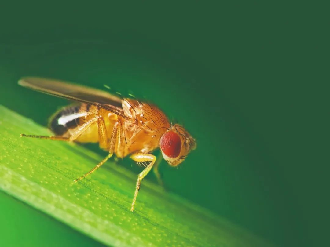 果蝇到恒星,处处皆学问