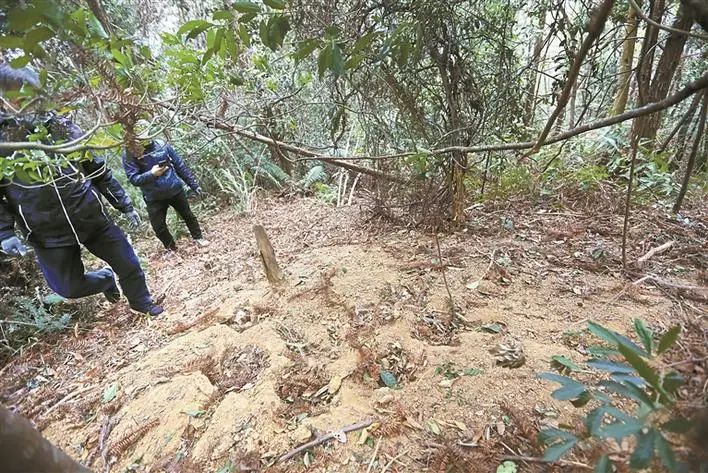 野生动物救护中心工作人员经过一处已经废弃的野猪陷阱,这是第二头