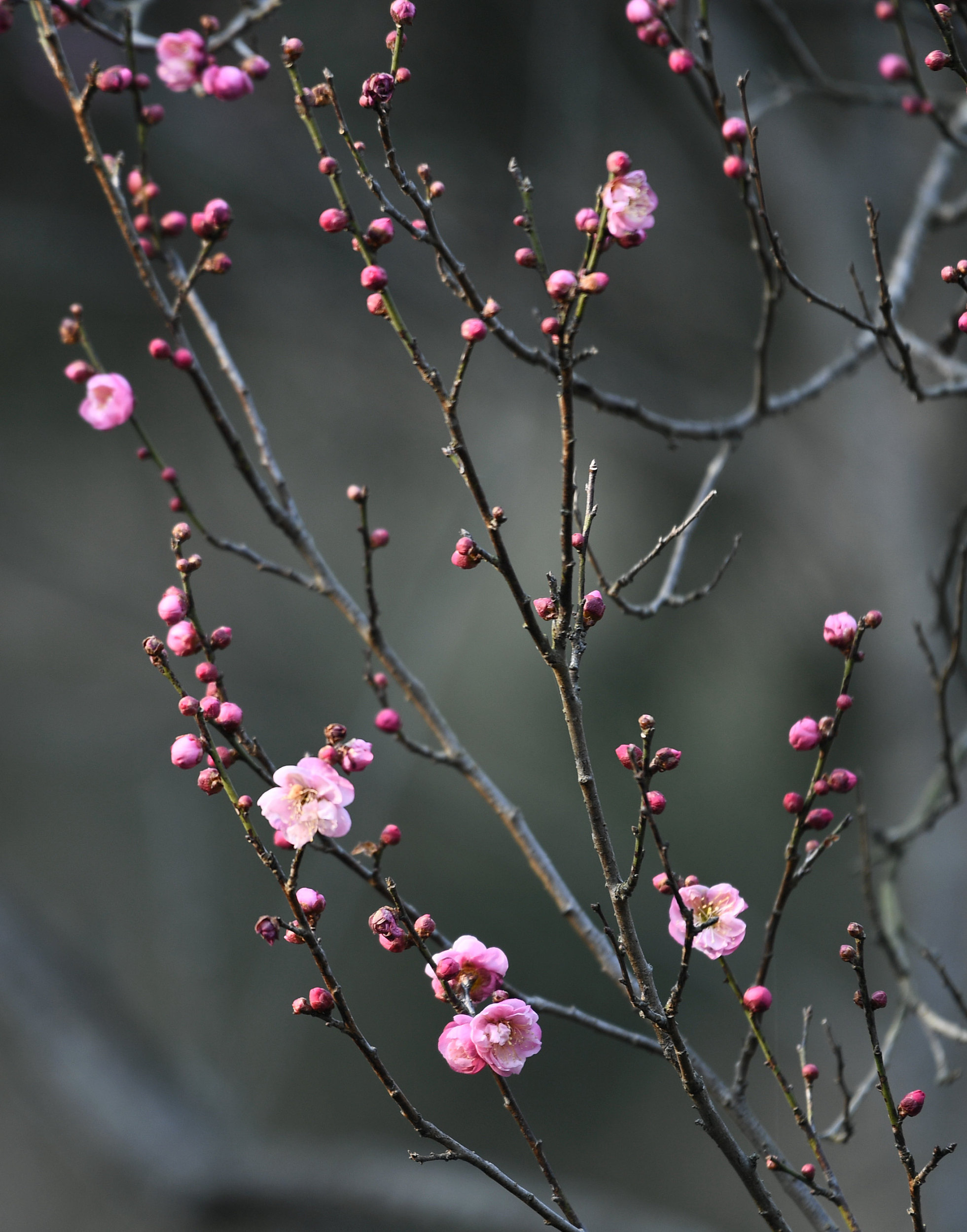 南京:双梅争艳梅花山