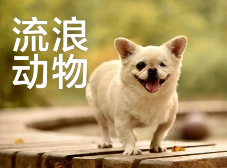 与其谈喂不喂流浪猫,呼吁尽快动物立法不是更有价值?