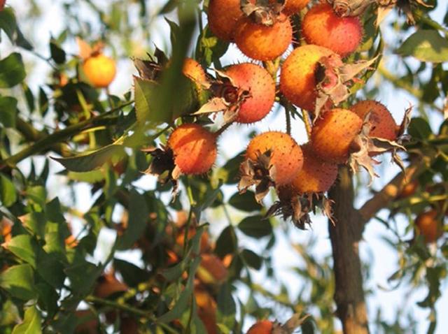 安顺西秀区"六保六稳"构建金刺梨产业发展新格局