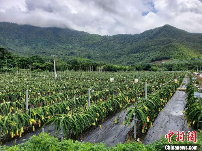 农业技术开发引领未来种植革命