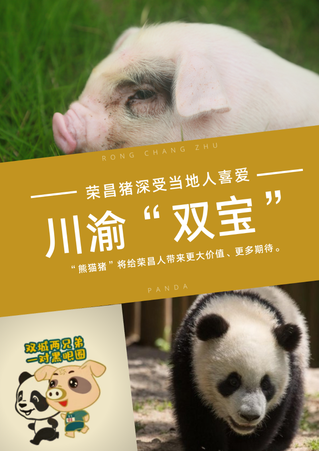 象征财富吉祥和无限可能熊猫猪成就西部小城大产业