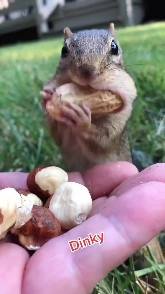 只要拿着好吃的喊一声就会出现的贪吃鬼花栗鼠dinky