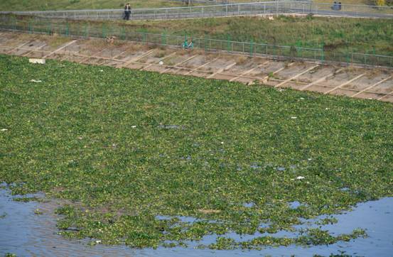 江西遭遇"水葫芦"入侵,已打捞6万吨,危害堪比加拿大一枝黄花