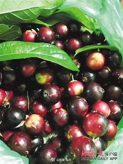 海南|八角枫|土坛_新浪新闻