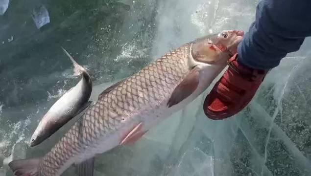 在冰冻的松花江面上冬钓,居然掉了20多斤的大江鲤子