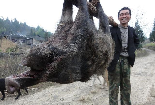 百万头野猪中国泛滥,猎杀野猪被判刑!为何无法参考美国方法?