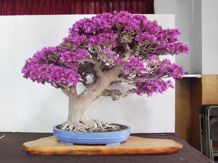 到了寒冬盆栽三角梅记得4点要求明年春天才能花开满枝头