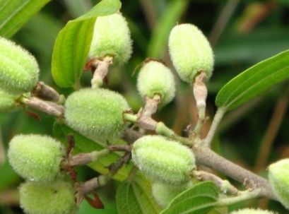 果子像白芝麻只在晚上開花不要去破壞