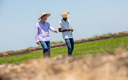 2019年11月28日，在莫桑比克万宝莫桑农业园，中国农业专家（左）和当地农业技术人员巡查水稻田。新华社记者张宇摄