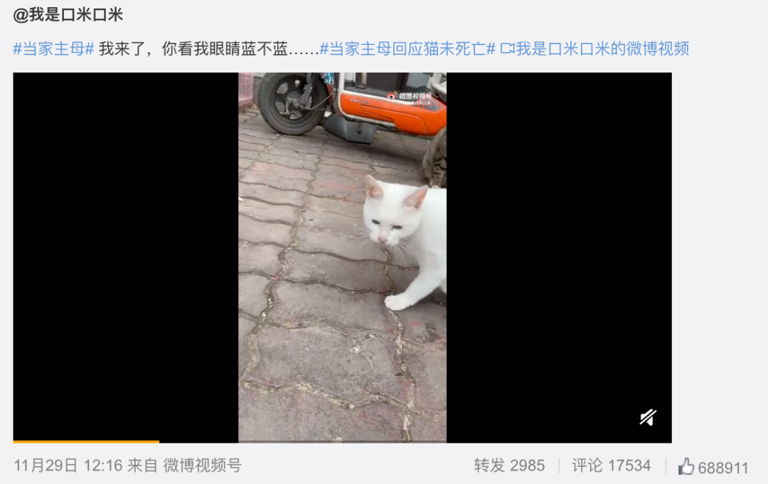 于正新剧《当家主母》被质疑毒死白猫，群演：官方一直在撒谎，拍摄两小时内猫被注射四五次不明液体休闲区蓝鸢梦想 - Www.slyday.coM