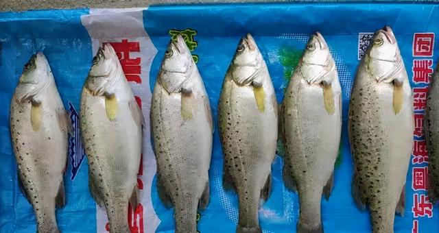 粵海飼料再創新高|粵海|魚|鱸魚_新浪新聞