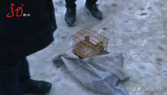 非法捕捉野生鸟类，进行售卖，抓了休闲区蓝鸢梦想 - Www.slyday.coM