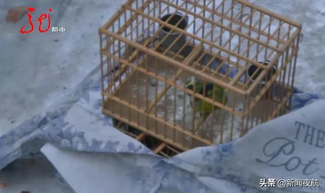 非法捕捉野生鸟类，进行售卖，抓了休闲区蓝鸢梦想 - Www.slyday.coM