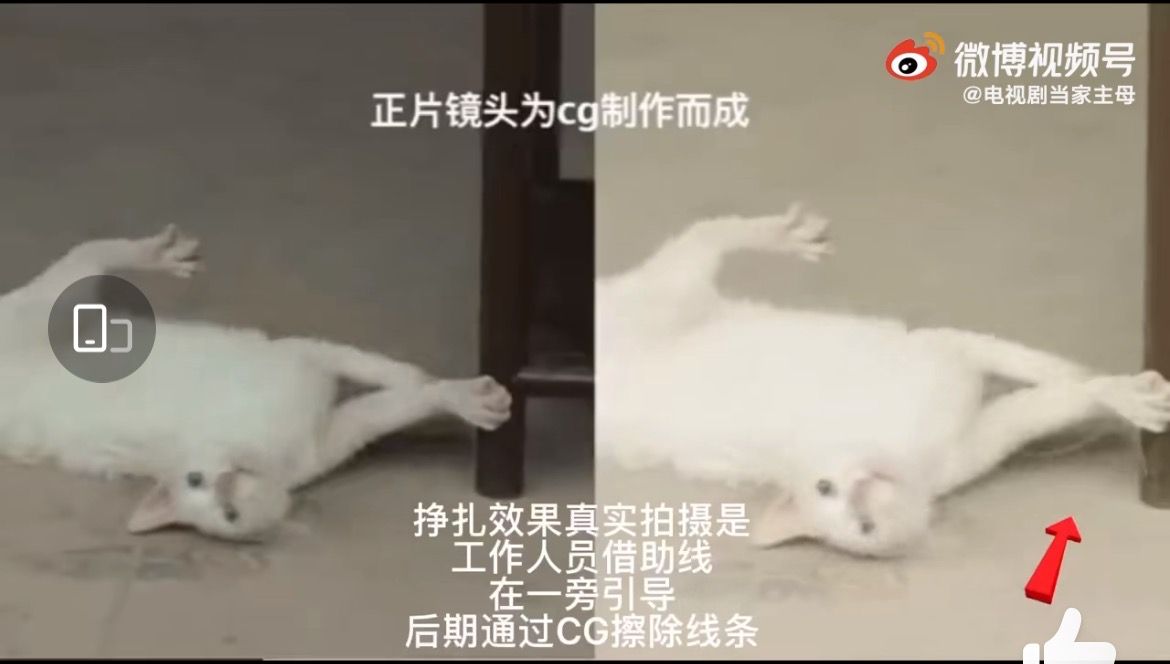 《当家主母》特约演员称猫遭注射不明液体，律师建议行业设立公约休闲区蓝鸢梦想 - Www.slyday.coM