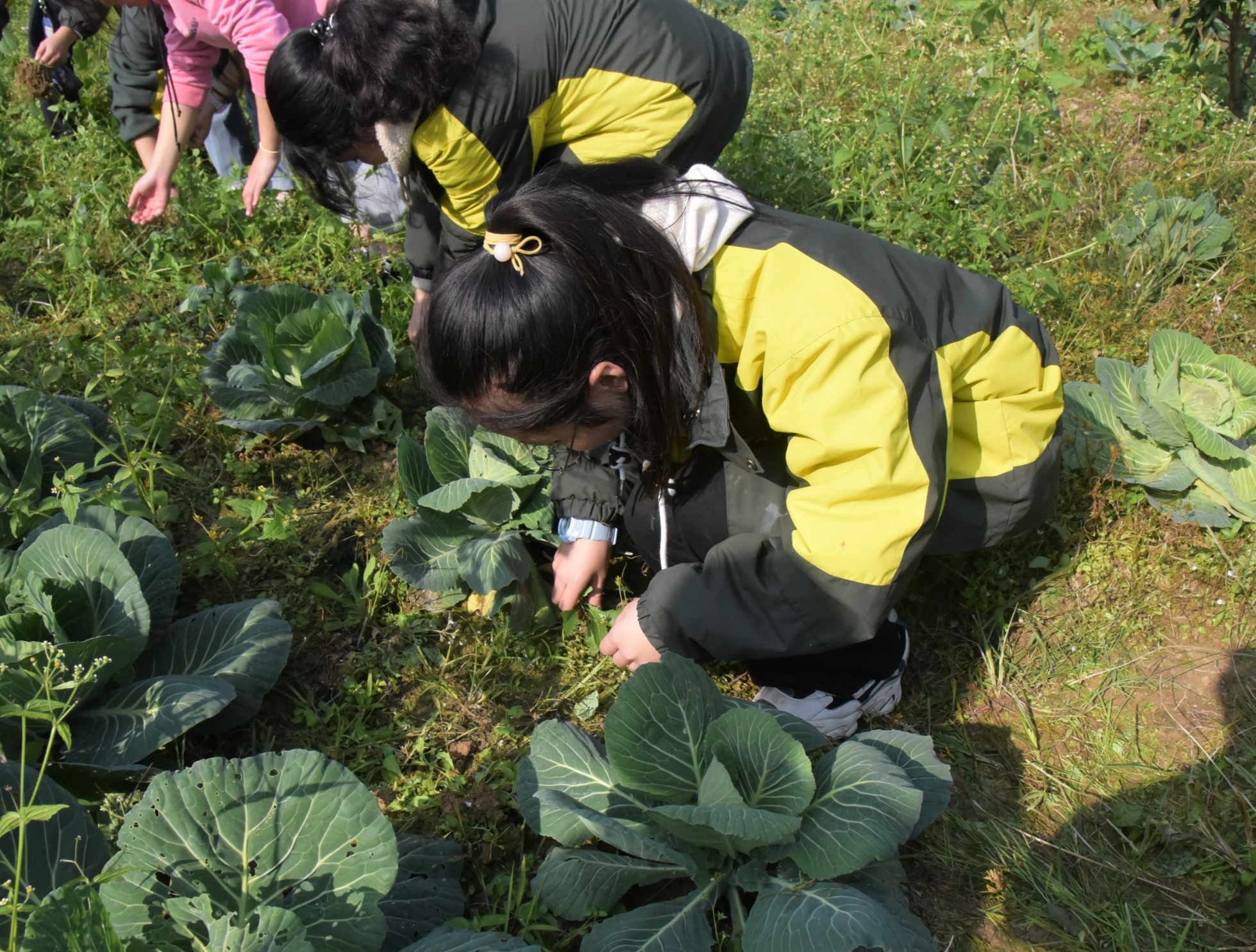 此次活动充分汲取了9月份学生到基地劳动实践的经验,在安全预警,人员