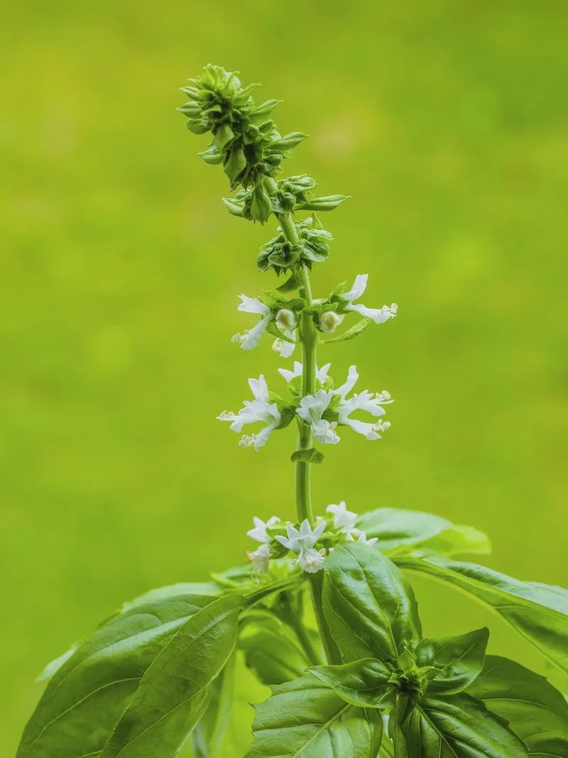 罗勒圣罗勒甜罗勒和河南的荆芥到底什么关系