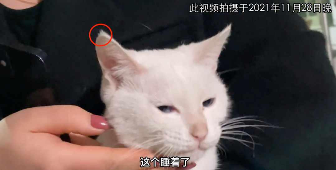 于正新剧《当家主母》被质疑毒死白猫，群演：官方一直在撒谎，拍摄两小时内猫被注射四五次不明液体休闲区蓝鸢梦想 - Www.slyday.coM