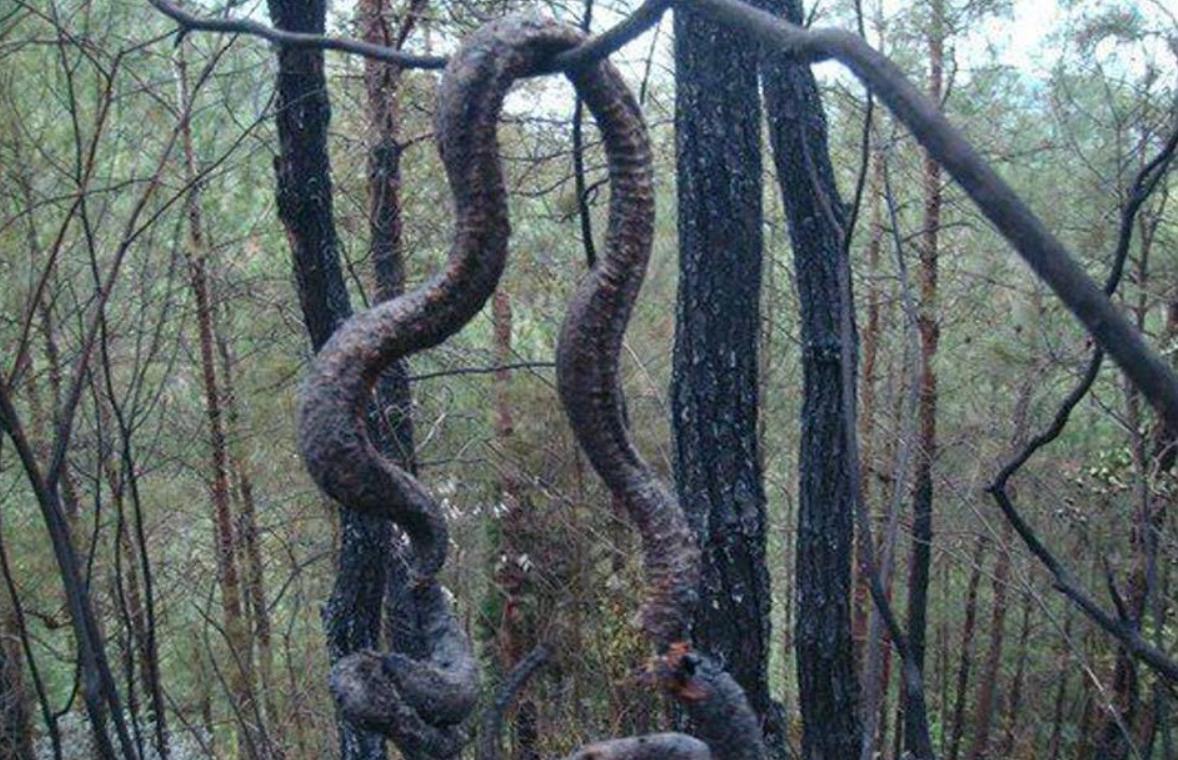 蟒蛇虽然体型巨大,但强健的肌肉,让它可以爬到树上捕猎