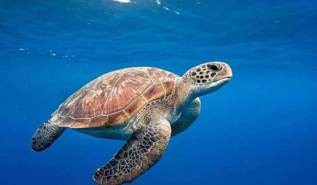 海龟的猎物都被厚厚的外壳保护着,但这也拦不住一只饥饿的海龟