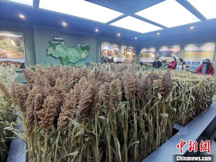 山西忻州杂粮种植面积常年保持在350万亩以上。图为忻州杂粮城展示中心。高瑞峰 摄