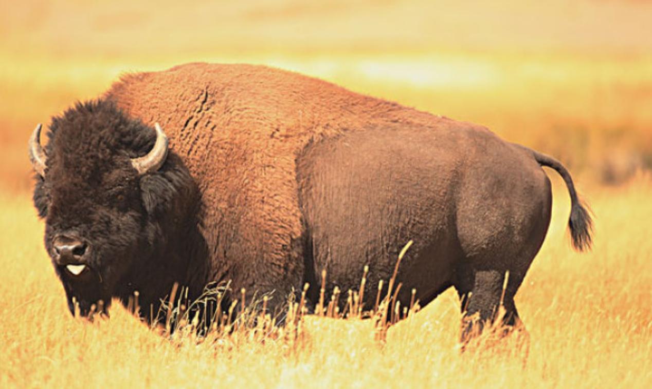 美洲野牛体格壮硕,身上还有厚厚的皮革,就像一辆装甲车