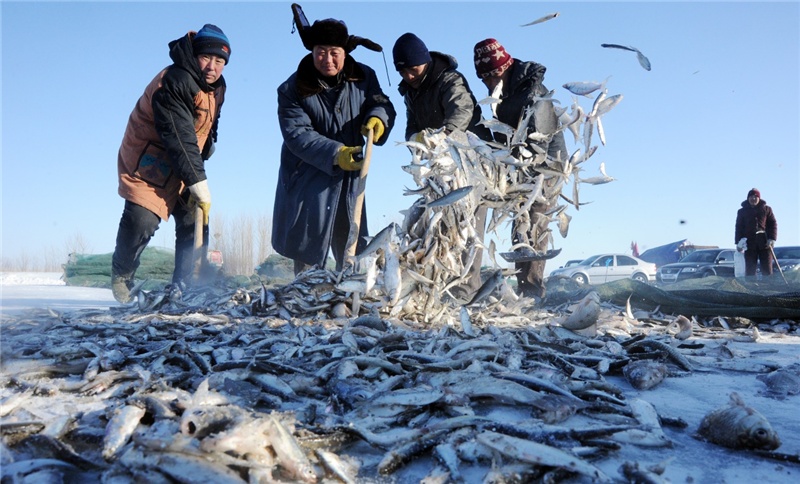 镜泊湖冬捕(央广网发 黑龙江省文化和旅游厅供图)