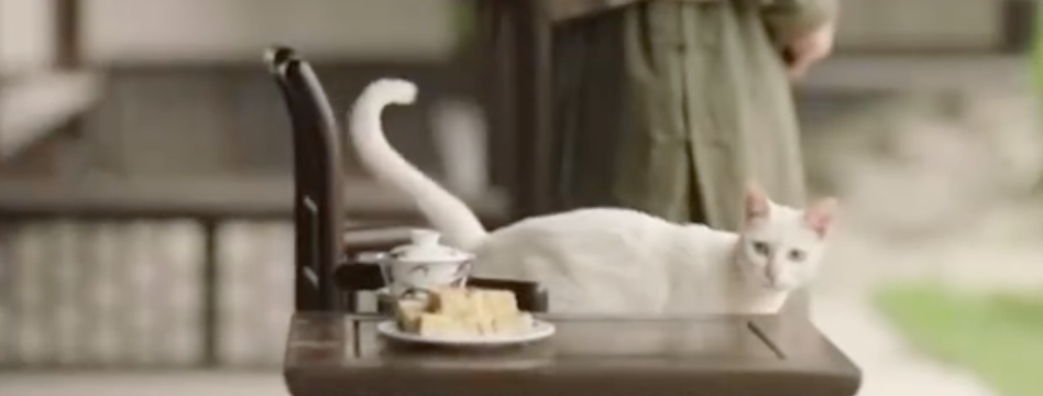 于正新剧《当家主母》被质疑毒死白猫，群演：官方一直在撒谎，拍摄两小时内猫被注射四五次不明液体休闲区蓝鸢梦想 - Www.slyday.coM