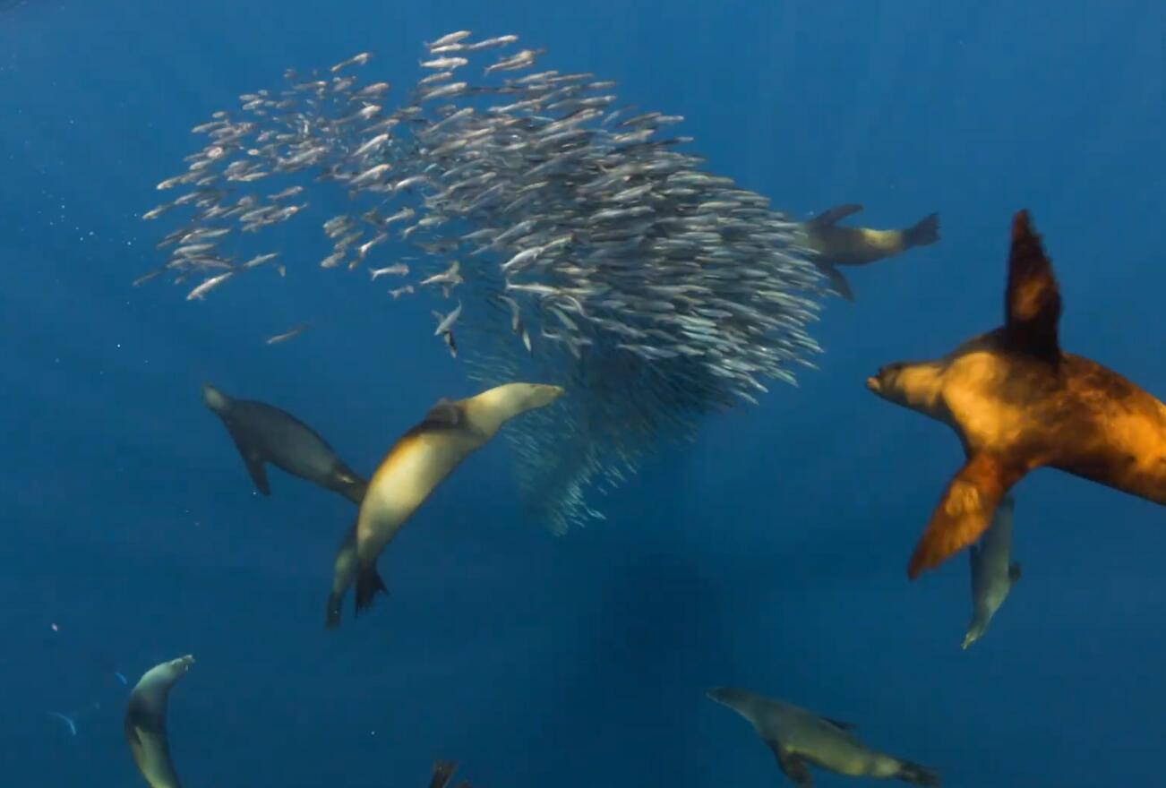 墨西哥一群海狮围着沙丁鱼群疯狂捕食 画面震撼休闲区蓝鸢梦想 - Www.slyday.coM